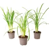 Plant In A Box Fleurs De Saison | - Tulbaghie - set de 3 - tulbaghia violacea - hauteur 15-25cm - ⌀9cm