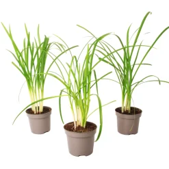 Plant In A Box Fleurs De Saison | - Tulbaghie - set de 3 - tulbaghia violacea - hauteur 15-25cm - ⌀9cm