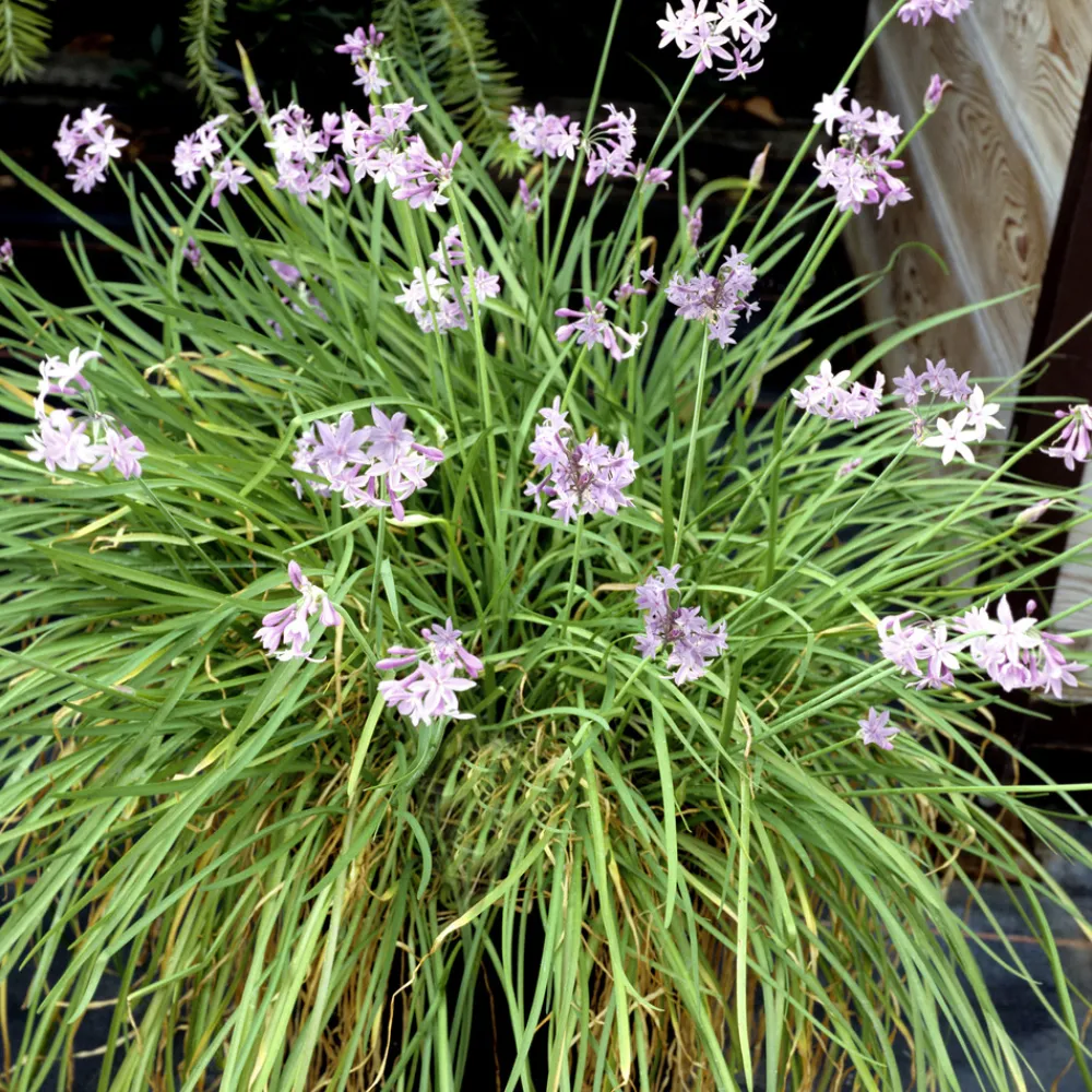 Plant In A Box Fleurs De Saison | - Tulbaghie - set de 3 - tulbaghia violacea - hauteur 15-25cm - ⌀9cm