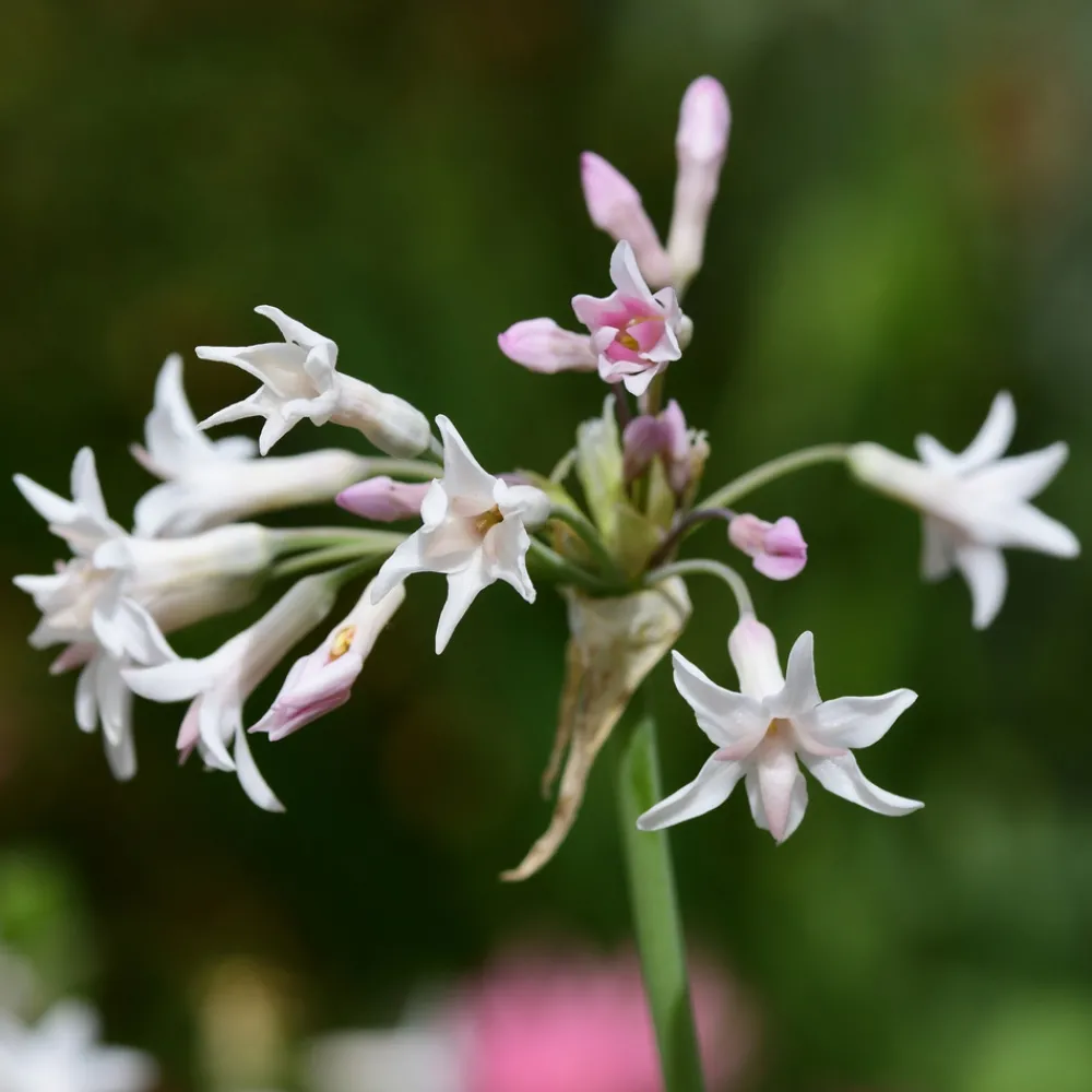 Plant In A Box Fleurs De Saison | - Tulbaghie - set de 6 - tulbaghia violacea - hauteur 15-25cm - ⌀9cm