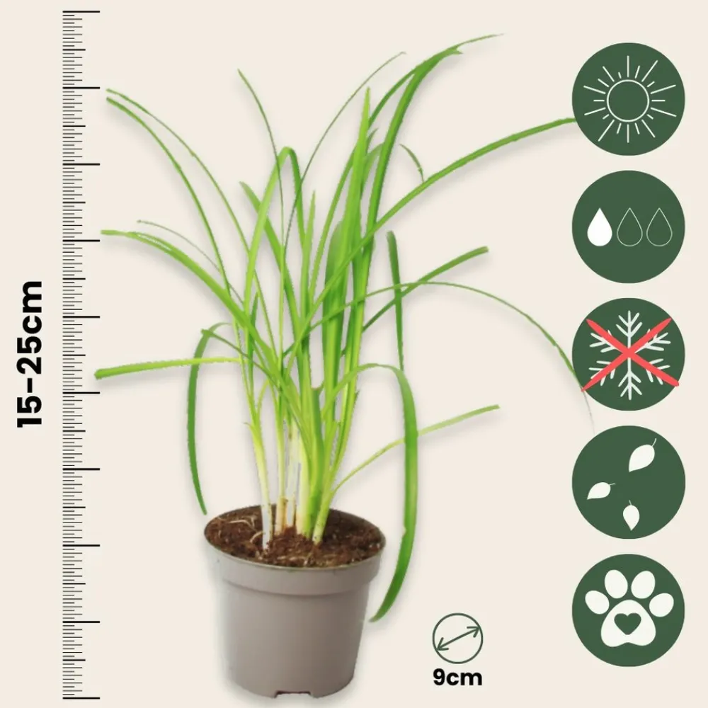 Plant In A Box Fleurs De Saison | - Tulbaghie - set de 6 - tulbaghia violacea - hauteur 15-25cm - ⌀9cm