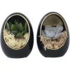 Plant In A Box - Œuf noir d'or - set de 2 - echeveria lilacina - hauteur 12cm Discount