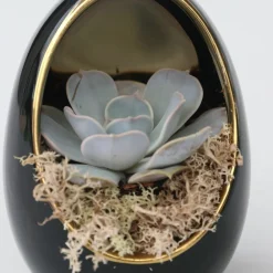 Plant In A Box - Œuf noir d'or - set de 2 - echeveria lilacina - hauteur 12cm Discount