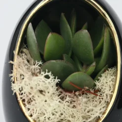 Plant In A Box - Œuf noir d'or - set de 2 - echeveria lilacina - hauteur 12cm Discount