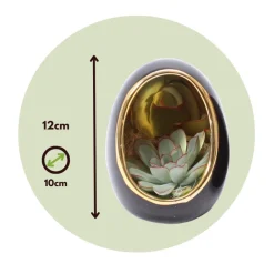 Plant In A Box - Œuf noir d'or - set de 2 - echeveria lilacina - hauteur 12cm Discount