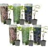 Plant In A Box - Vigne à raisin - set de 6 - vitis vinifera - hauteur 25-40cm - ⌀9cm Hot