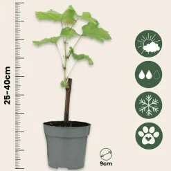 Plant In A Box - Vigne à raisin - set de 6 - vitis vinifera - hauteur 25-40cm - ⌀9cm Hot
