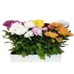 NA Plants de Chrysanthème multifleurs Barquette de 10