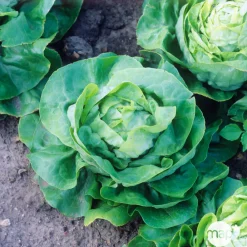 NA Plants de laitues 'Justine' : barquette de 12 plants Best