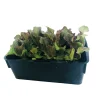 NA Plants De Légumes Et Aromatiques | Plants de salades mix : barquette de 12 plants