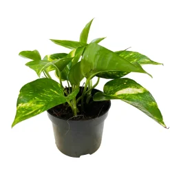 NA Pothos : plante Ø13cm pot Best
