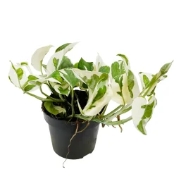 NA Pothos : plante Ø13cm pot Best