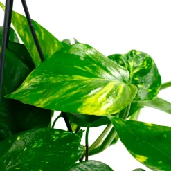 NA Plantes Vertes | Pothos : suspension Ø15cm