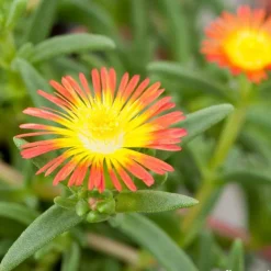 NA Fleurs De Saison | Pourpier, Portulaca oleracea : pot 3L