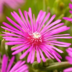 NA Fleurs De Saison | Pourpier, Portulaca oleracea : pot 3L