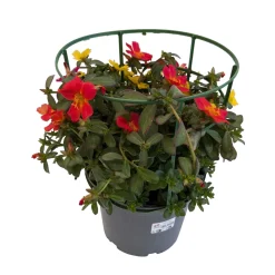 NA Fleurs De Saison | Pourpier, Portulaca oleracea : pot 3L