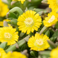 NA Fleurs De Saison | Pourpier, Portulaca oleracea : pot 3L