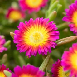 NA Fleurs De Saison | Pourpier, Portulaca oleracea : pot 3L