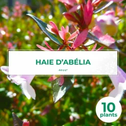 Pépinières Naudet Arbres Et Arbustes | PÉPINIÈRES NAUDET - 10 abélia (abélia x grandiflora) - haie d'abélia