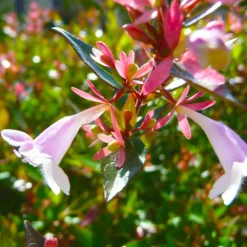 Pépinières Naudet Arbres Et Arbustes | PÉPINIÈRES NAUDET - 10 abélia (abélia x grandiflora) - haie d'abélia