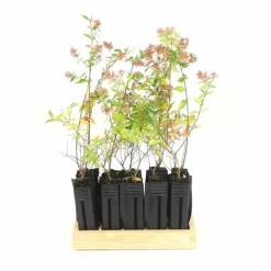 Pépinières Naudet Arbres Et Arbustes | PÉPINIÈRES NAUDET - 10 abélia (abélia x grandiflora) - haie d'abélia