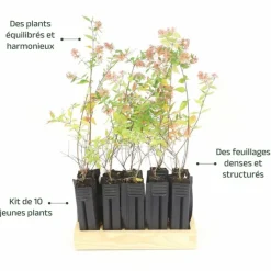 Pépinières Naudet Arbres Et Arbustes | PÉPINIÈRES NAUDET - 10 abélia (abélia x grandiflora) - haie d'abélia
