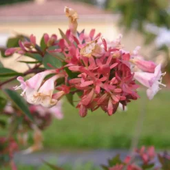 Pépinières Naudet Arbres Et Arbustes | PÉPINIÈRES NAUDET - 10 abélia (abélia x grandiflora) - haie d'abélia