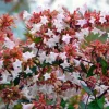 Pépinières Naudet PÉPINIÈRES NAUDET - Abélia x grandiflora (abelia x grandiflora) Sale