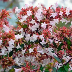 Pépinières Naudet PÉPINIÈRES NAUDET - Abélia x grandiflora (abelia x grandiflora) Sale