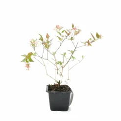 Pépinières Naudet PÉPINIÈRES NAUDET - Abélia x grandiflora (abelia x grandiflora) Sale