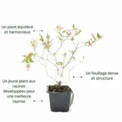Pépinières Naudet PÉPINIÈRES NAUDET - Abélia x grandiflora (abelia x grandiflora) Sale