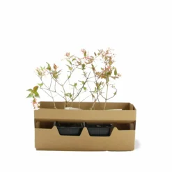 Pépinières Naudet PÉPINIÈRES NAUDET - Abélia x grandiflora (abelia x grandiflora) Sale