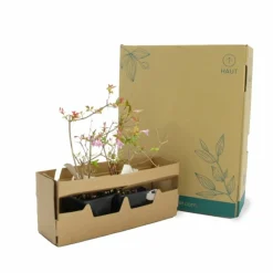 Pépinières Naudet PÉPINIÈRES NAUDET - Abélia x grandiflora (abelia x grandiflora) Sale