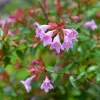 Pépinières Naudet Arbres Et Arbustes | PÉPINIÈRES NAUDET - Abélia x grandiflora 'edward goucher' (abelia x grandiflora 'edward goucher')