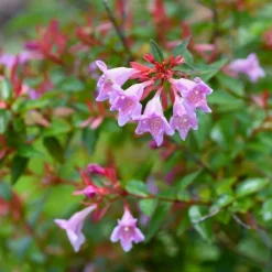 Pépinières Naudet Arbres Et Arbustes | PÉPINIÈRES NAUDET - Abélia x grandiflora 'edward goucher' (abelia x grandiflora 'edward goucher')