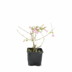 Pépinières Naudet Arbres Et Arbustes | PÉPINIÈRES NAUDET - Abélia x grandiflora 'edward goucher' (abelia x grandiflora 'edward goucher')