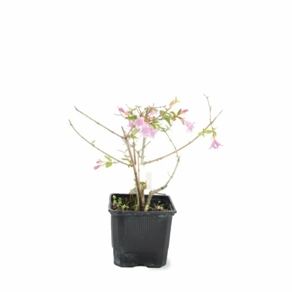 Pépinières Naudet Arbres Et Arbustes | PÉPINIÈRES NAUDET - Abélia x grandiflora 'edward goucher' (abelia x grandiflora 'edward goucher')