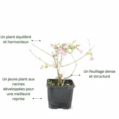 Pépinières Naudet Arbres Et Arbustes | PÉPINIÈRES NAUDET - Abélia x grandiflora 'edward goucher' (abelia x grandiflora 'edward goucher')