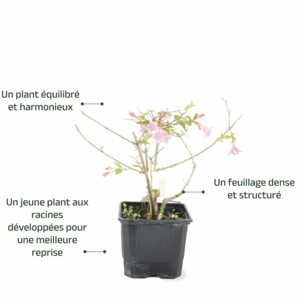 Pépinières Naudet Arbres Et Arbustes | PÉPINIÈRES NAUDET - Abélia x grandiflora 'edward goucher' (abelia x grandiflora 'edward goucher')