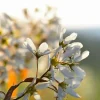 Pépinières Naudet PÉPINIÈRES NAUDET - Amélanchier à feuilles ovales (amelanchier ovalis) New