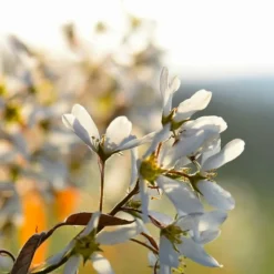Pépinières Naudet PÉPINIÈRES NAUDET - Amélanchier à feuilles ovales (amelanchier ovalis) New
