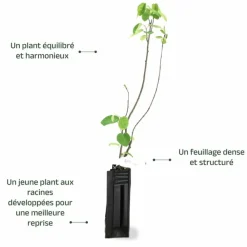 Pépinières Naudet PÉPINIÈRES NAUDET - Amélanchier à feuilles ovales (amelanchier ovalis) New
