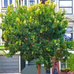 Pépinières Naudet Arbres Et Arbustes | PÉPINIÈRES NAUDET - Arbousier ou arbre aux fraises (arbutus unedo)