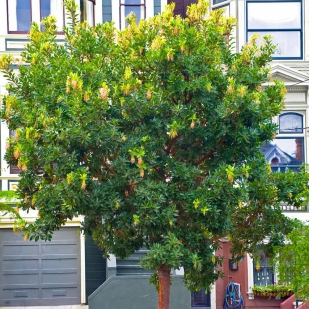 Pépinières Naudet Arbres Et Arbustes | PÉPINIÈRES NAUDET - Arbousier ou arbre aux fraises (arbutus unedo)