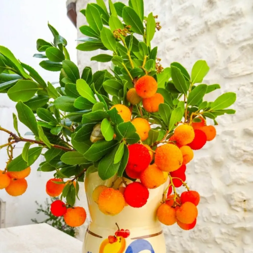 Pépinières Naudet Arbres Et Arbustes | PÉPINIÈRES NAUDET - Arbousier ou arbre aux fraises (arbutus unedo)