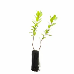 Pépinières Naudet Arbres Et Arbustes | PÉPINIÈRES NAUDET - Arbousier ou arbre aux fraises (arbutus unedo)
