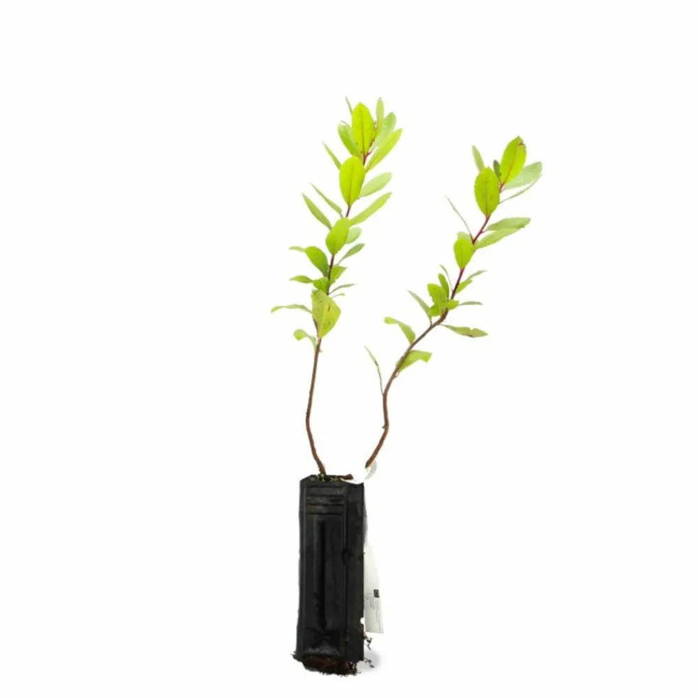 Pépinières Naudet Arbres Et Arbustes | PÉPINIÈRES NAUDET - Arbousier ou arbre aux fraises (arbutus unedo)