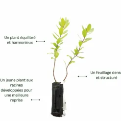 Pépinières Naudet Arbres Et Arbustes | PÉPINIÈRES NAUDET - Arbousier ou arbre aux fraises (arbutus unedo)