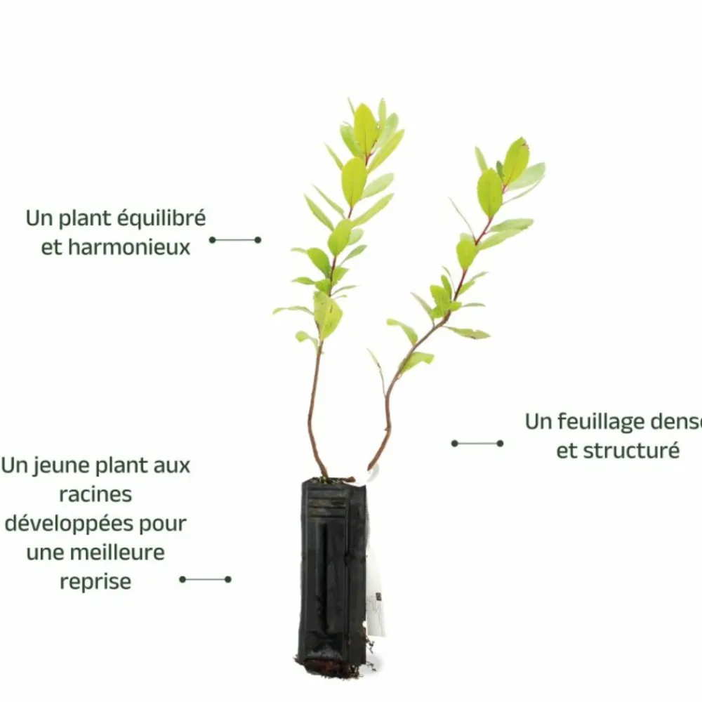 Pépinières Naudet Arbres Et Arbustes | PÉPINIÈRES NAUDET - Arbousier ou arbre aux fraises (arbutus unedo)
