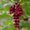 Pépinières Naudet PÉPINIÈRES NAUDET - Arbre aux faisans 'purple rain' (leycesteria formosa 'purple rain') Discount